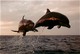 dolphin2-thumb.jpg